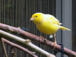 Kein Fink, sondern ein Kanarienvogel