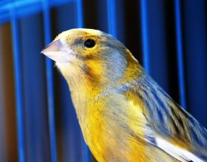 Ein Vogel vor den Gittern.