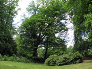 Viel Platz für Gartenvögel im Stadtpark Steglitz.