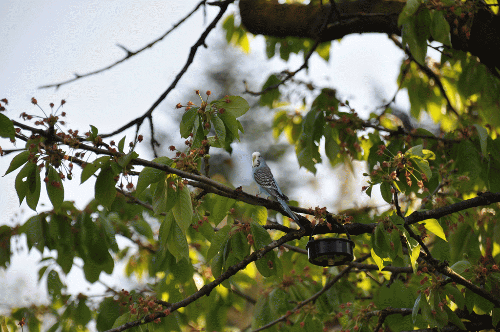 Wellensittich Hansi ist entflohen und überlegt seine Möglichkeiten. 