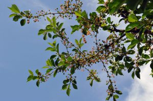 Ein Kirschbaum ohne Wellensittich