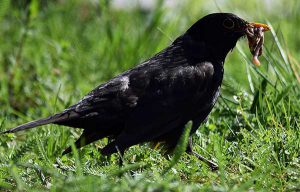 Amsel mit Wurm im Schnabel