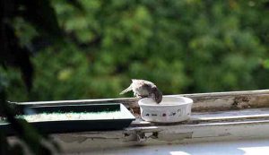 Vogel-Pics a la Trinken aus dem Napf.