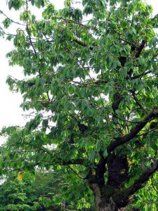 Ob ent- oder zugeflogen: am Ende sitzen die Vögel doch alle auf demselben Baum.